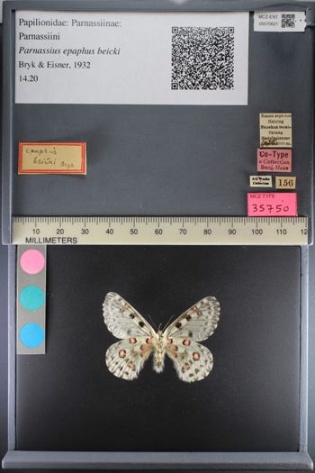 Media type: image;   Entomology 70621